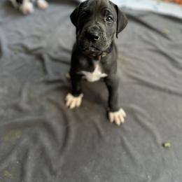 Great Dane Puppies from Babes & Danes