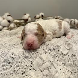 Bean - Parti male Goldendoodle puppy in Taylorsville, North Carolina from Doggone Dixie Doodles