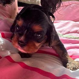 Bailey - Black and tan male Cavalier King Charles Spaniel puppy in Watkinsville, Georgia from Cavaliers of Windsor