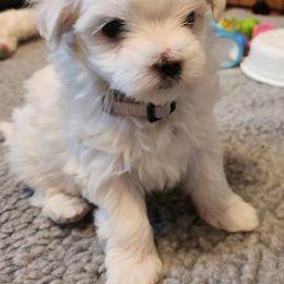 Maltese Puppies from Arizona Maltese Gems