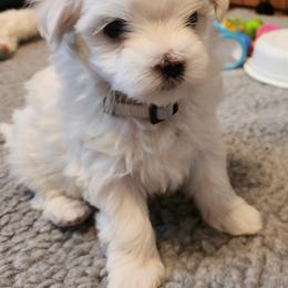 Maltese Puppies from Arizona Maltese Gems