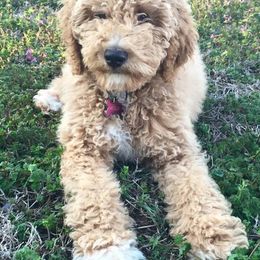 Goldendoodles, Golden Retrievers, and Poodles from Down Home Doodles