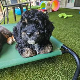 Gemini 'Gemi' - Black Collar - Phantom male Bernedoodle puppy in Jackson, Michigan from A Star is Born Doodles