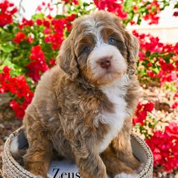 Zeus - Chocolate merle male Bernedoodle puppy in Tucson, Arizona from Sun Valley Goldendoodles
