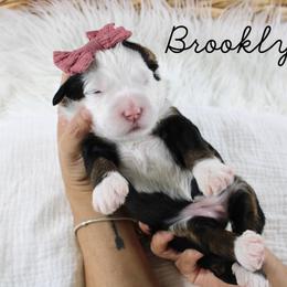 Brooklyn - Tri-color female Bernedoodle puppy in Casa Grande, Arizona from AzDoodle Dandies