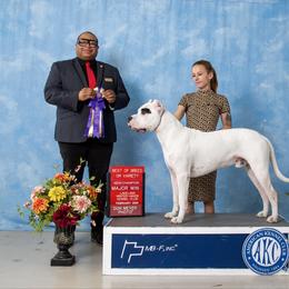 Hunter - Dogo Argentino