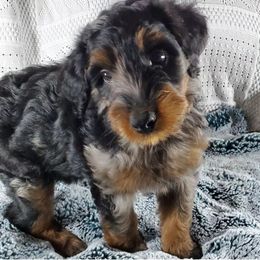 Assorted Doodle Crosses and Aussiedoodle Puppies from Do Wah Diddy Doodles