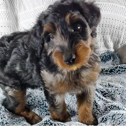 Assorted Doodle Crosses and Aussiedoodle Puppies from Do Wah Diddy Doodles