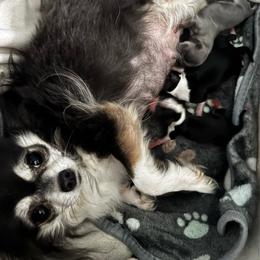 Boy 2 - Blue male Chihuahua puppy in Davenport, Florida from Clan Cordovathone