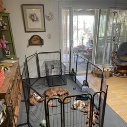 Cavalier King Charles Spaniel and Cavapoo Puppies from Larisa's Cavaliers