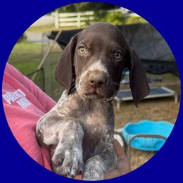 Tamatoa - Liver and white male German Shorthaired Pointer puppy in Marshfield, Missouri from Pebblebrook German Shorthaired Pointers