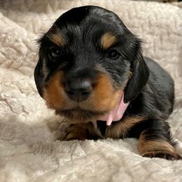 Black Magic Woman - Black and tan female Dachshund puppy in Huntington, Arkansas from Rockstar.Weiners