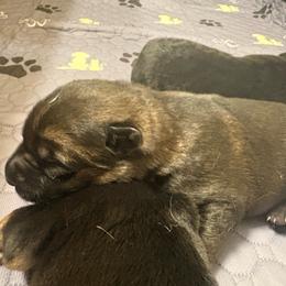 Boy 1 - Sable male German Shepherd puppy in Carbondale, Kansas from Cunningham German Shepherds, LLC