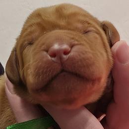 Brussel - Yellow male Labrador Retriever puppy in Sidney, Nebraska from Nebraska Strong Labradors