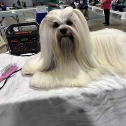 Buckley - Golden male Lhasa Apso puppy in Santa Cruz, California from Teenas Lhasa Apsos
