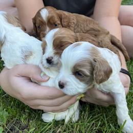 Cavapoo Puppies from Campbell Cavapoos