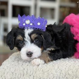 Timber - Tri-color female Bernedoodle puppy in Henry, Illinois from Rowe Farms Doodles