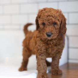 Boston - Red  male Goldendoodle puppy in Stevens, Pennsylvania from Pebble Paws Lane