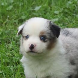 Auror Secret X Bolo - Blue merle male Miniature American Shepherd puppy in Tiskilwa, Illinois from First Harmony Farms