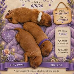 Cavapoo puppies from Puddlejumpers