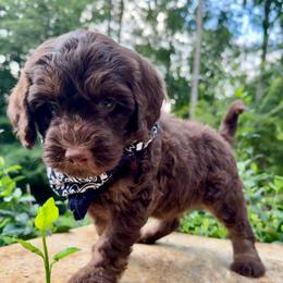 Spruce - Red male Aussiedoodle puppy in Chattanooga, Tennessee from Leafy Acre Mini Farm