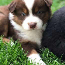 Australian Shepherd Puppies from Frying Pan Ranch Australian Shepherds