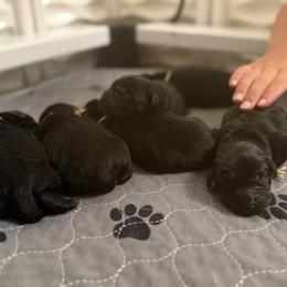 Red Collar - Fox - Black male Labrador Retriever puppy in Lowell, Arkansas from Riverbourne Labradors