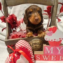 Teddy - Chocolate and tan male Dachshund puppy in Anderson, California from Plum Fields Dachshunds
