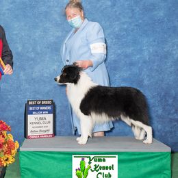 Jolt - Border Collie