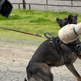 German Shepherds from Valor-K9s