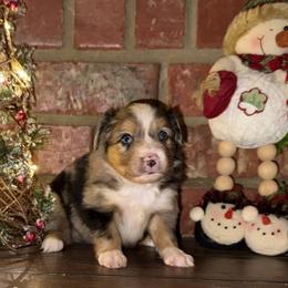 BMM - Blue merle male Toy Australian Shepherd puppy in Lindale, Texas from Circle JTS Ranch