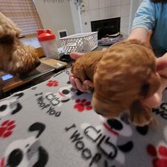 Goldendoodle Puppies from Royale's Goldendoodles