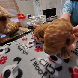 Goldendoodle Puppies from Royale's Goldendoodles