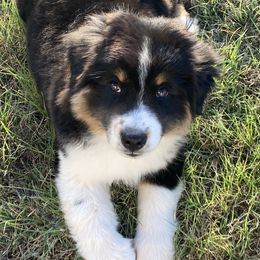 Miniature American Shepherd Puppies from Paris Miniature Americans