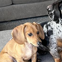 Dachshunds from FiveThreeZeroMiniDachshunds