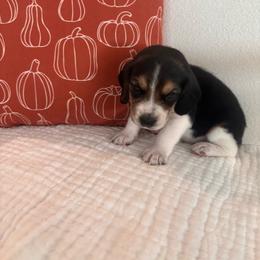 Green girl - Black tan and white female Beagle puppy in Rocklin, California from Whitney Ranch Beagles