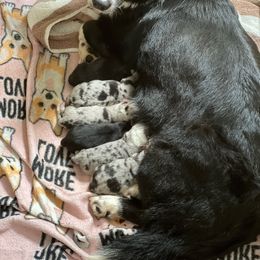 Cardigan Welsh Corgi Puppies from LoneStar Cardigan Welsh Corgis
