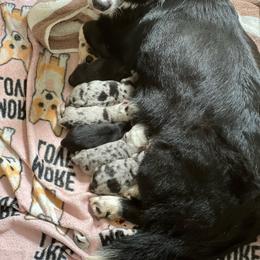 Cardigan Welsh Corgi Puppies from LoneStar Cardigan Welsh Corgis