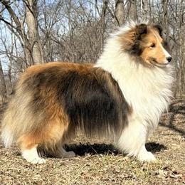 Sheldon - Sable and white male Shetland Sheepdog puppy in Hutchinson, Kansas from Balyntine’s Shetland Sheepdogs