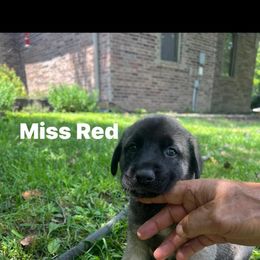 Anatolian Shepherd Dog Puppies from Swan Falls Farm