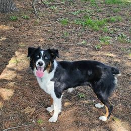 Cinder - Australian Shepherd