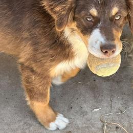 Miniature American Shepherd Puppies from Karen Ross's Miniature American Shepherds