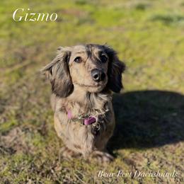 Gizmo - Dachshund