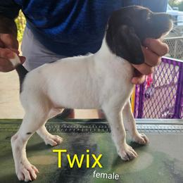 TWIX - White and liver female German Shorthaired Pointer puppy in Hawley, Texas from Wood Farmstead
