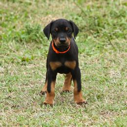 Doberman Pinscher Puppies from Key To My Heart Dobermans