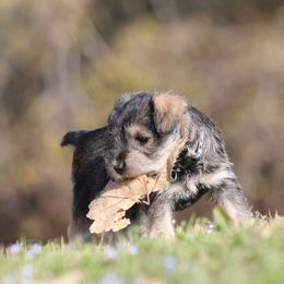 Miniature Schnauzer Puppies from Rose Lane Schnauzers