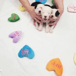Old English Sheepdog puppies from Orleans Old English Sheepdogs