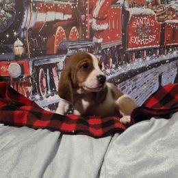 TEAL BOY - Mahogany and white male Basset Hound puppy in Snow Camp, North Carolina from V's Southern Angels