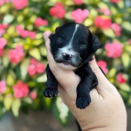 Aurora - Black and white female Sheepadoodle puppy in Wharton, Texas from Little Fur Friends