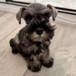 Dough - Salt and pepper male Miniature Schnauzer puppy in La Mirada, California from SchnauzersRus